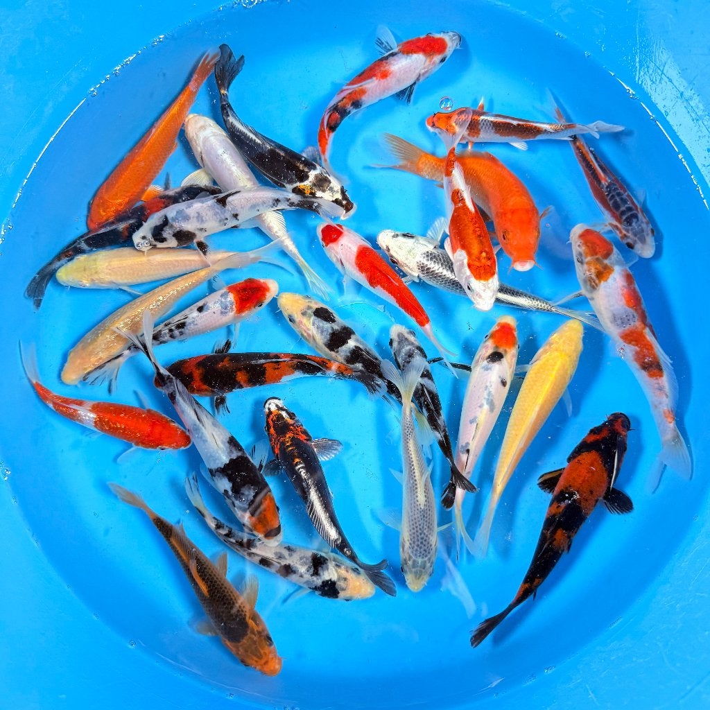 Yagenji Tosai Mix | 12–15 cm 🇯🇵, Karper of Koi
