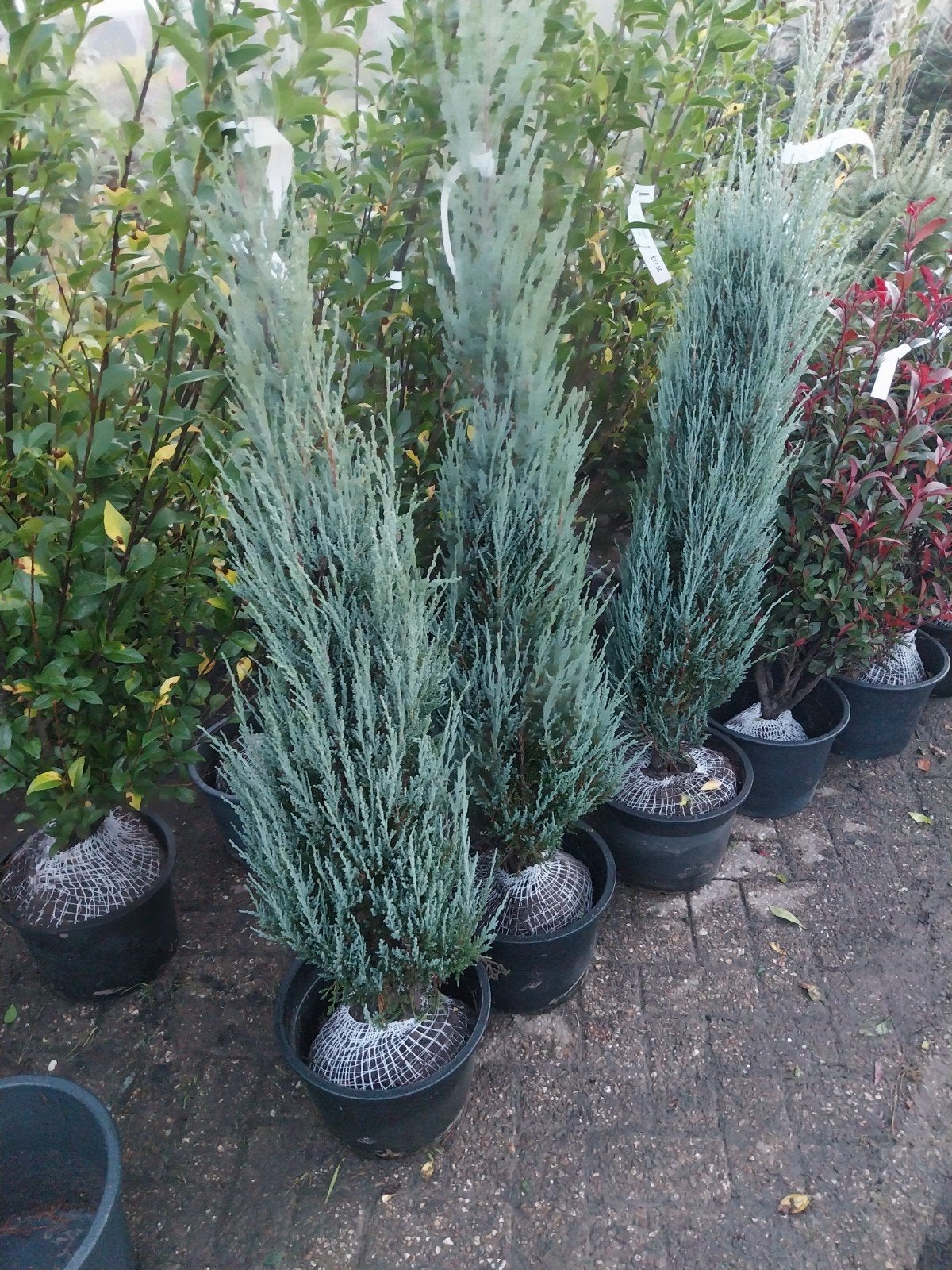 Juniperus Blue Arrow - Slanke Blauwe Jeneverbes, Volle zon, Vaste plant, Bloeit niet, Ophalen
