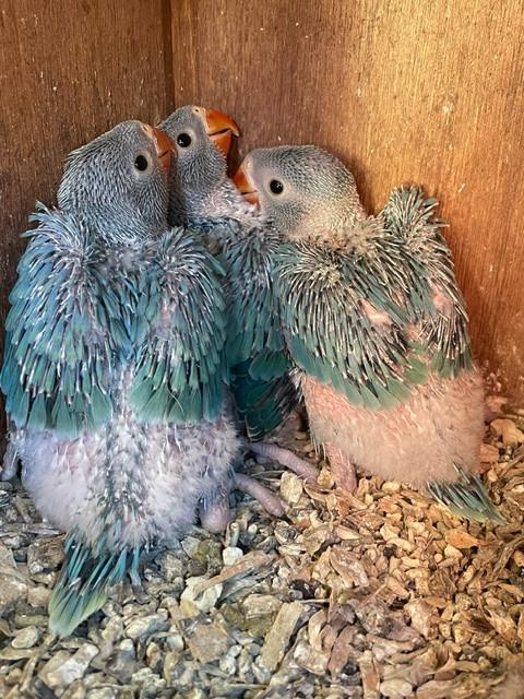 halsband parkieten, Dieren en Toebehoren, Vogels | Parkieten en Papegaaien, Meerdere dieren, Parkiet