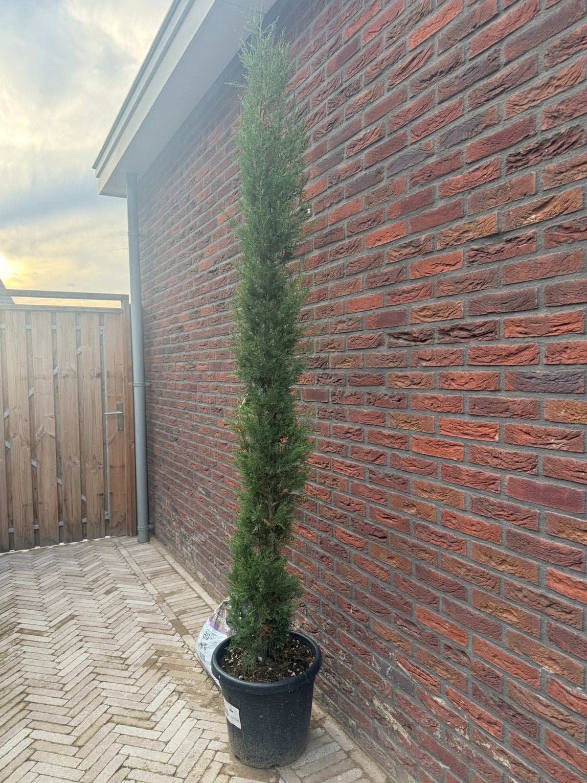 Italiaanse cipres, Ophalen, Volle zon, Overige soorten, 100 tot 250 cm