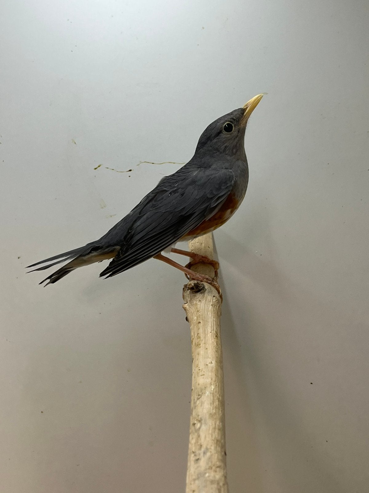 1-1 Grijskaplijster, Dieren en Toebehoren, Meerdere dieren, Wildzangvogel, Geringd