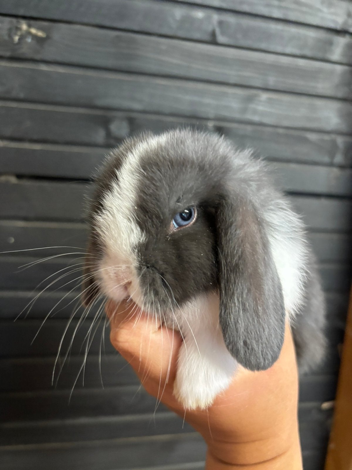 Super mooi nestje NHD/Minilop nog 2 voedstertjes, Dieren en Toebehoren, Konijnen, Meerdere dieren, Dwerg, 0 tot 2 jaar