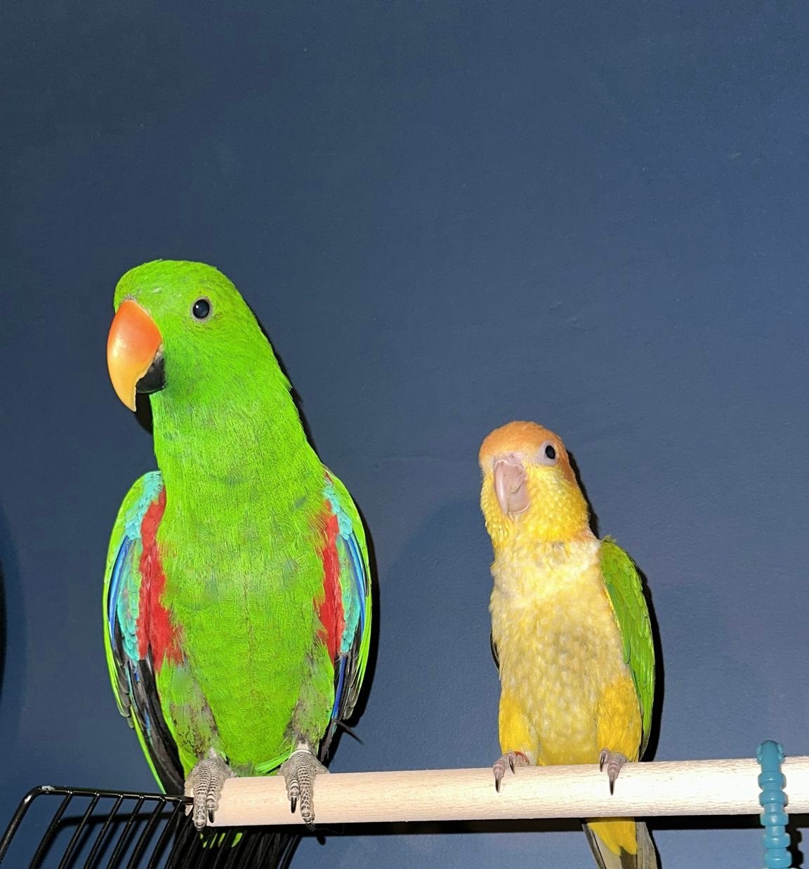 Te koop een edelman en vrouwtje caiqeu, Dieren en Toebehoren, Vogels | Parkieten en Papegaaien, Meerdere dieren, Parkiet