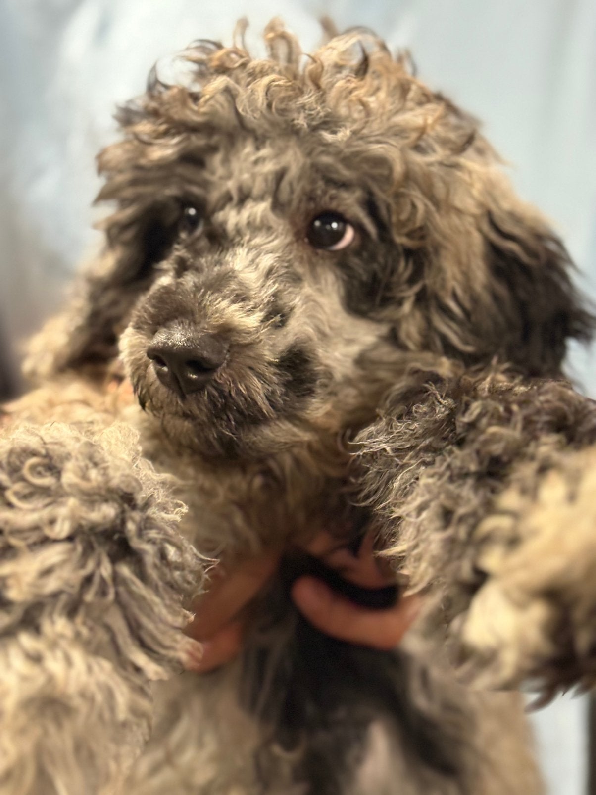 Toy poedel puppy 🐶 van april 2026 ,, Poedel, Reu, 8 tot 15 weken, Parvo