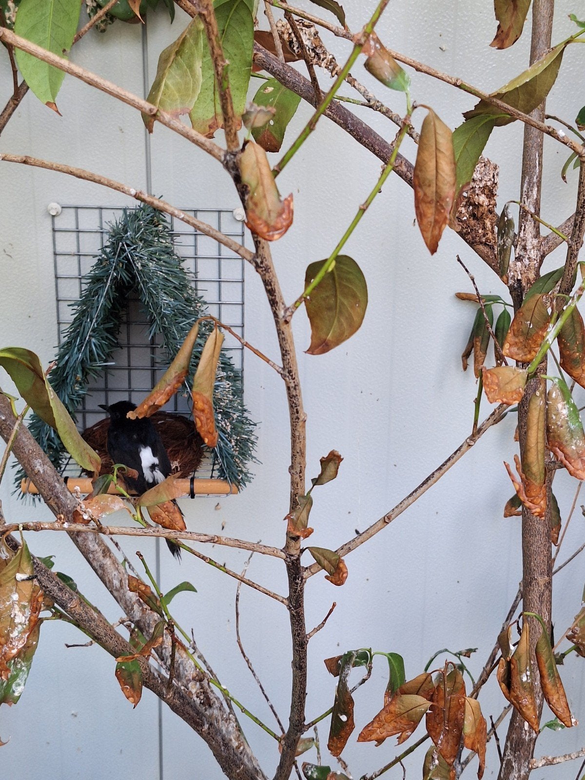 Schamalijsters te koop, Dieren en Toebehoren, Vogels | Overige Vogels, Meerdere dieren, Wildzangvogel, Geringd