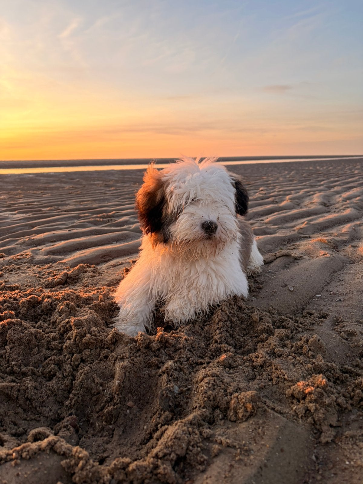 Dekreu maltezer / boomer, Maltezer, Reu, 1 tot 2 jaar, Parvo