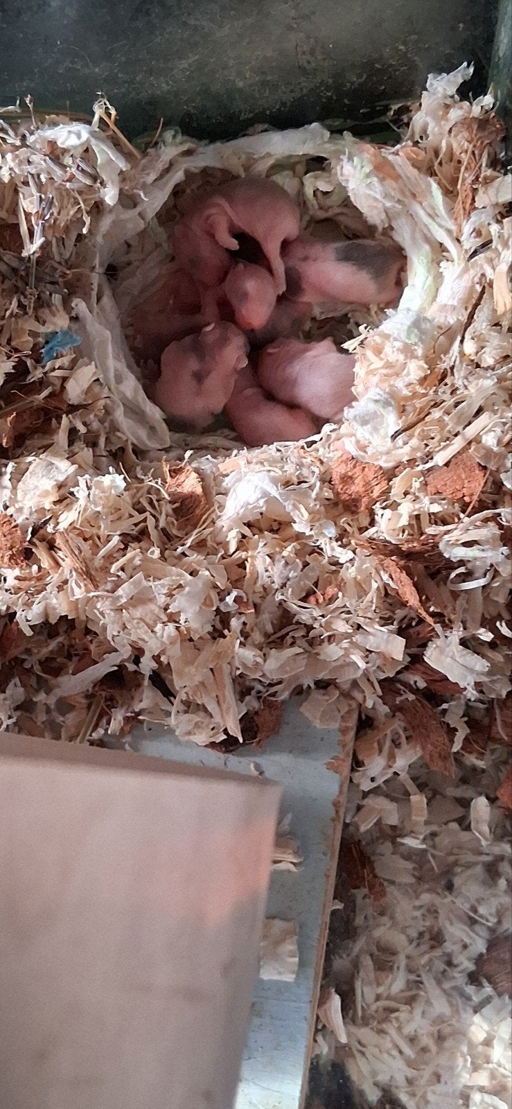 goudhamster, babys/jongen, hamster, September, Meerdere dieren, Overige typen