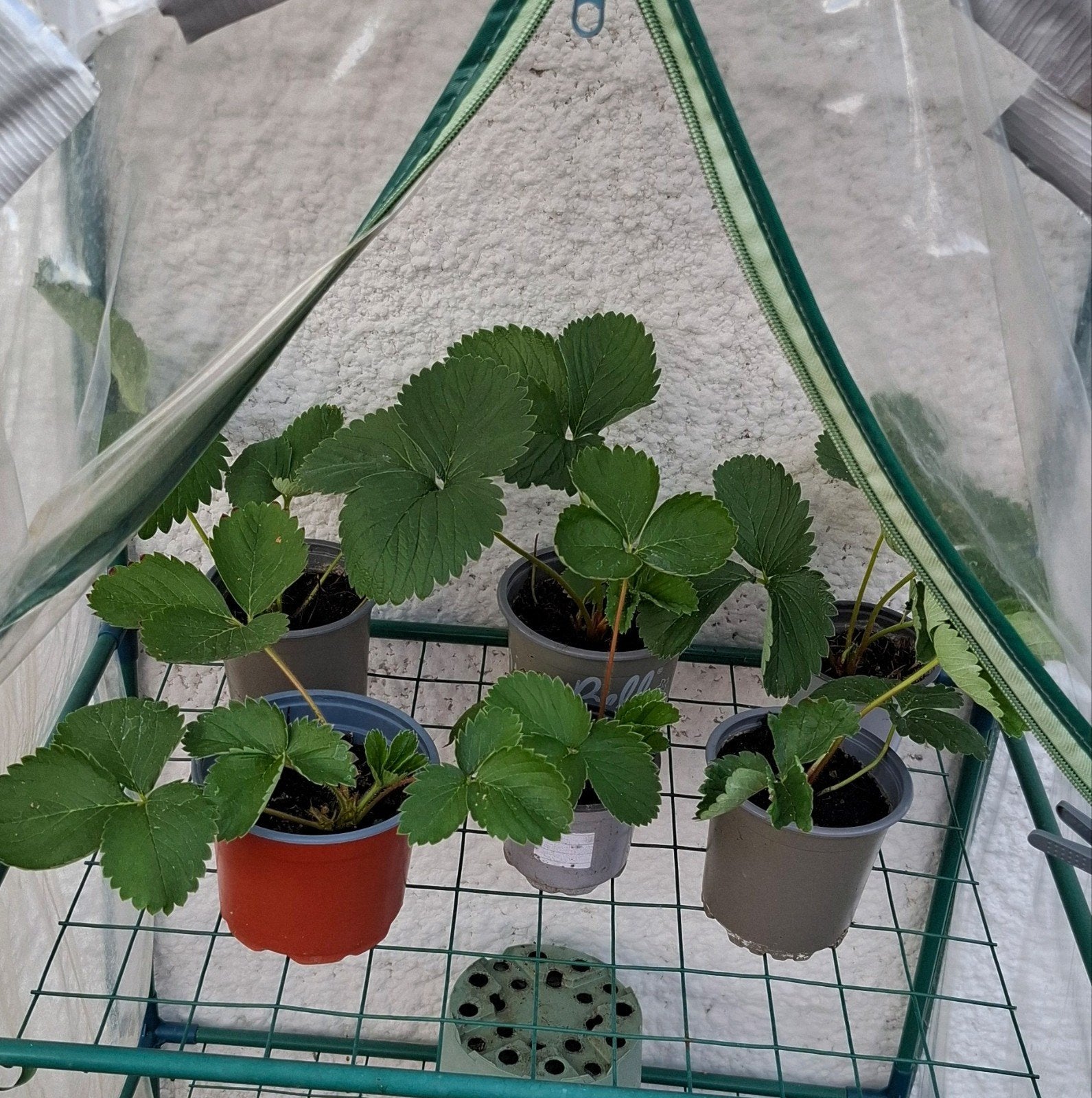 planten, Ophalen, Volle zon