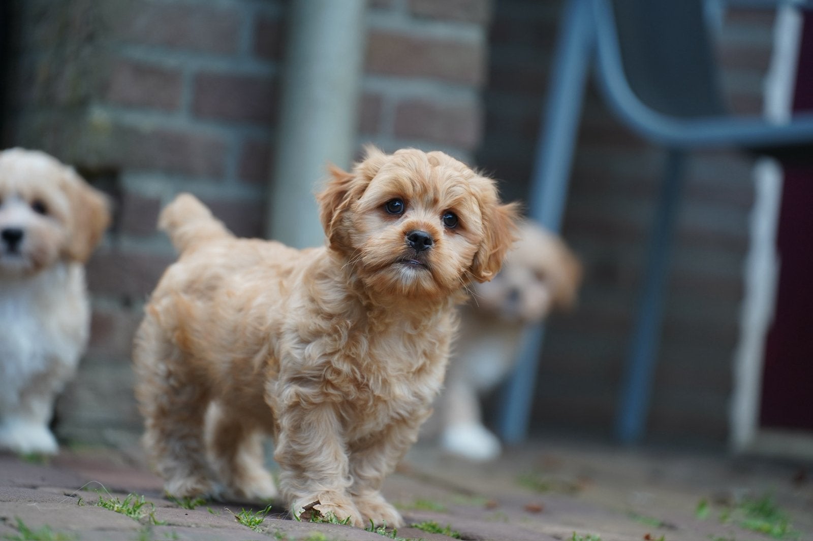Boomer pups | Shih Tzu x Maltezer | Maltipoo, Parvo, Nederland, 8 tot 15 weken, Meerdere