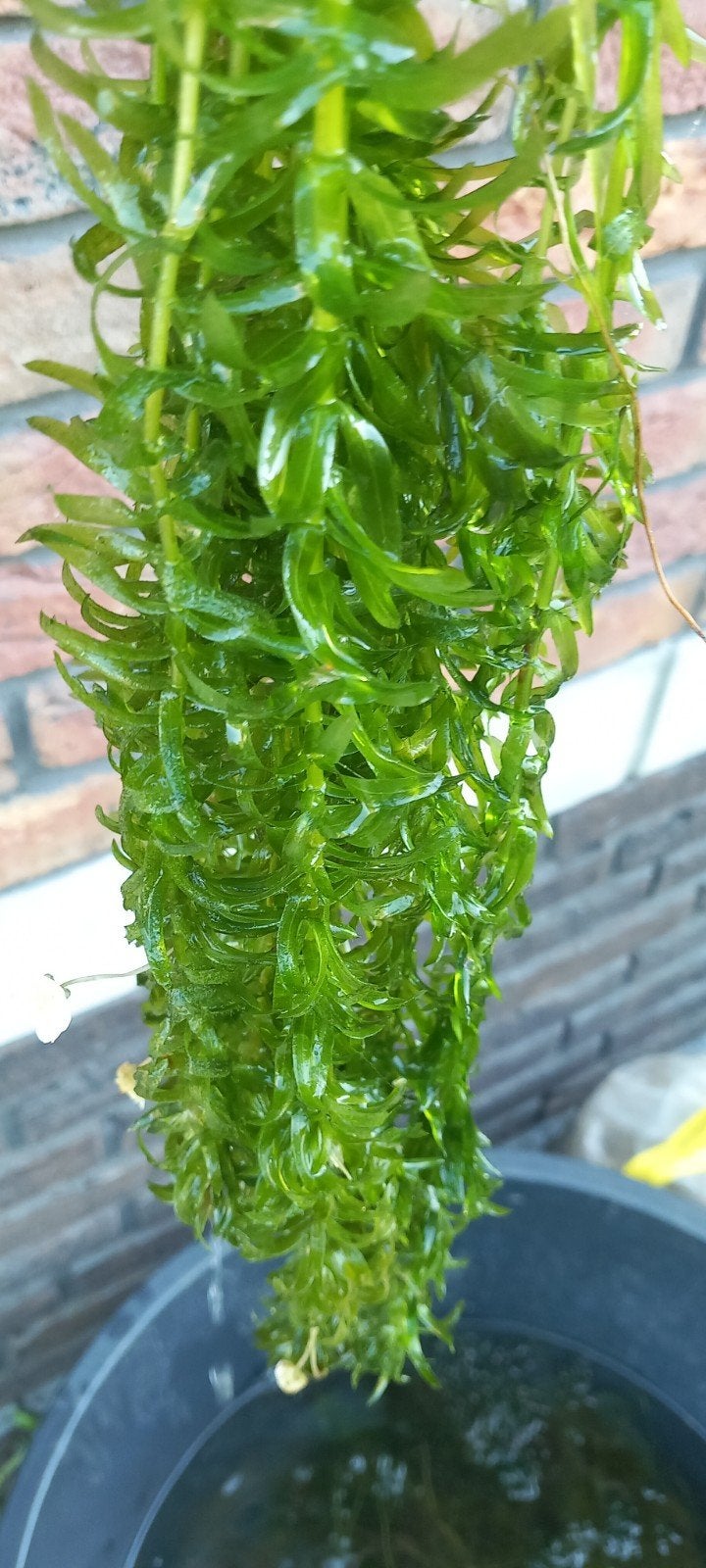 Gewone waterpest, zuurstofplant, Tuin en Terras, Vijvers, Ophalen of Verzenden