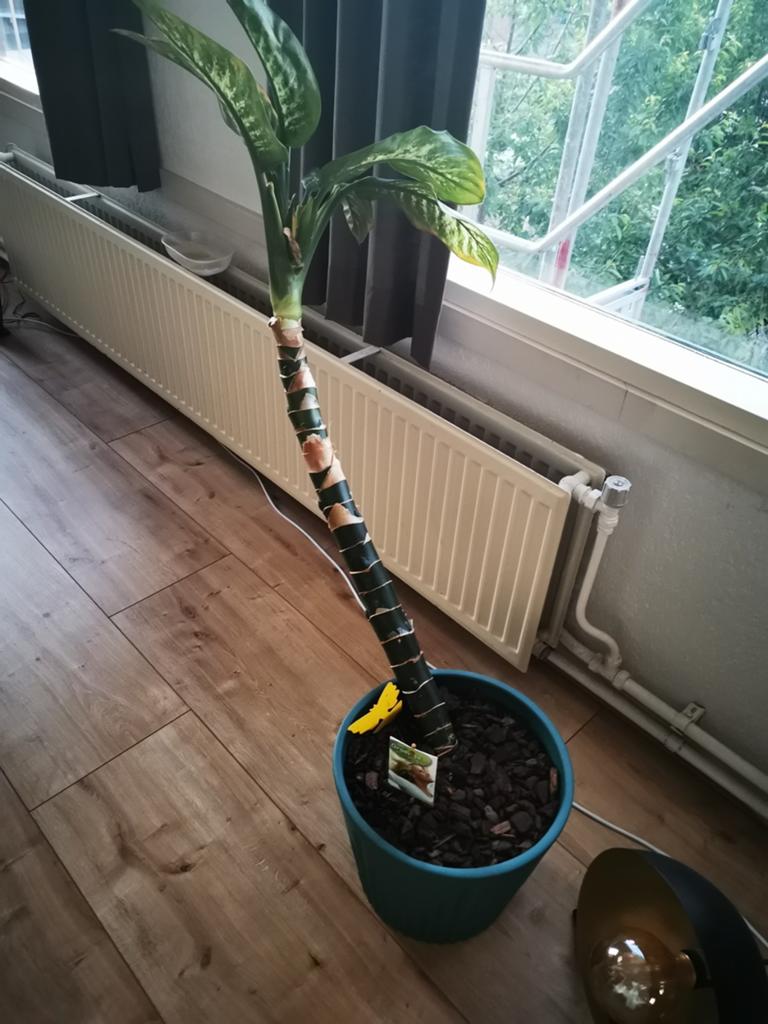 Grote kamerplant met pot - zoekt nieuw huis!, Huis en Inrichting, Kamerplanten, Ophalen, 100 tot 150 cm, Overige soorten, Halfschaduw