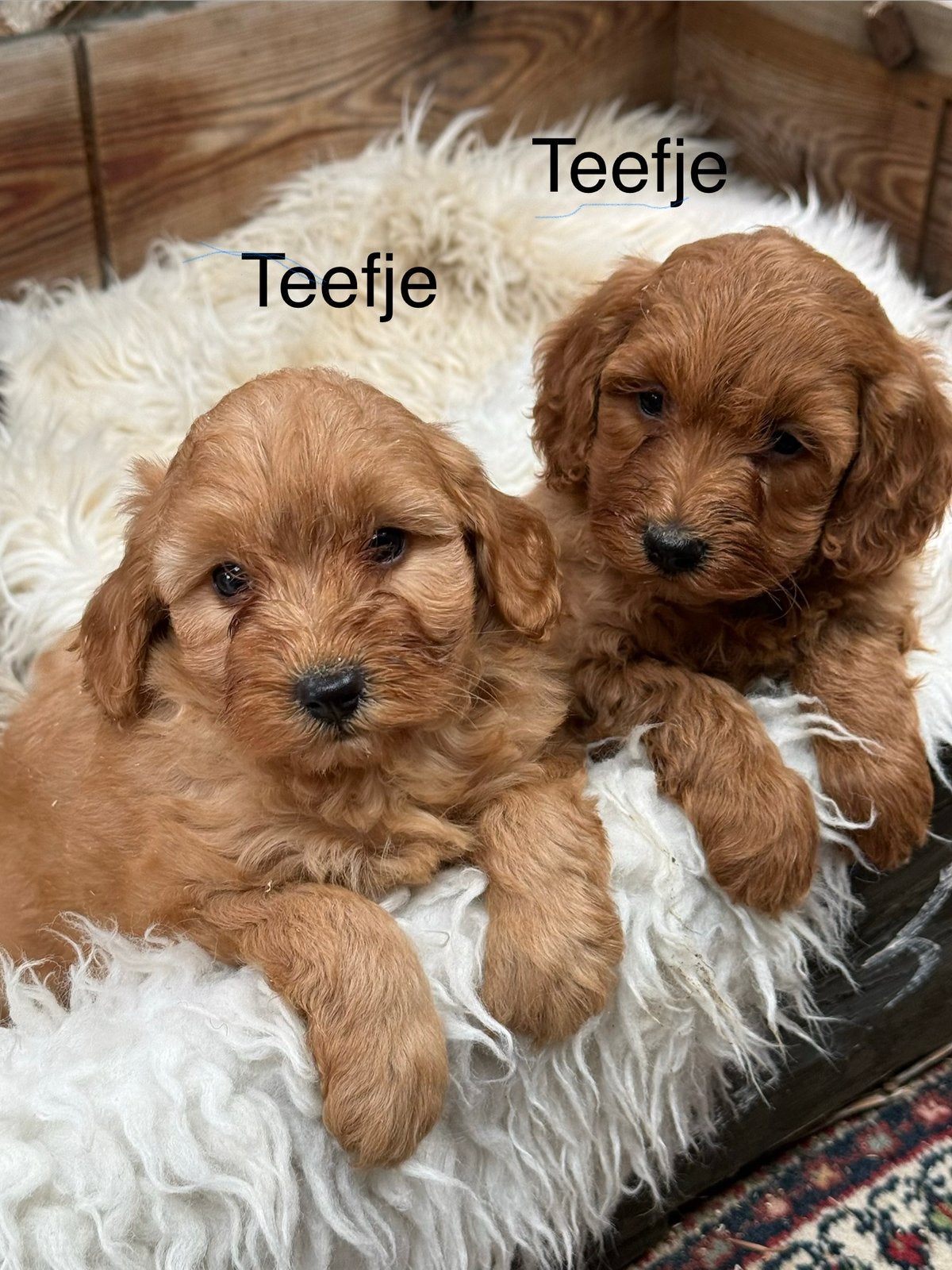 Labradoodle mini, Nederland, Overige rassen, CDV (hondenziekte), 8 tot 15 weken