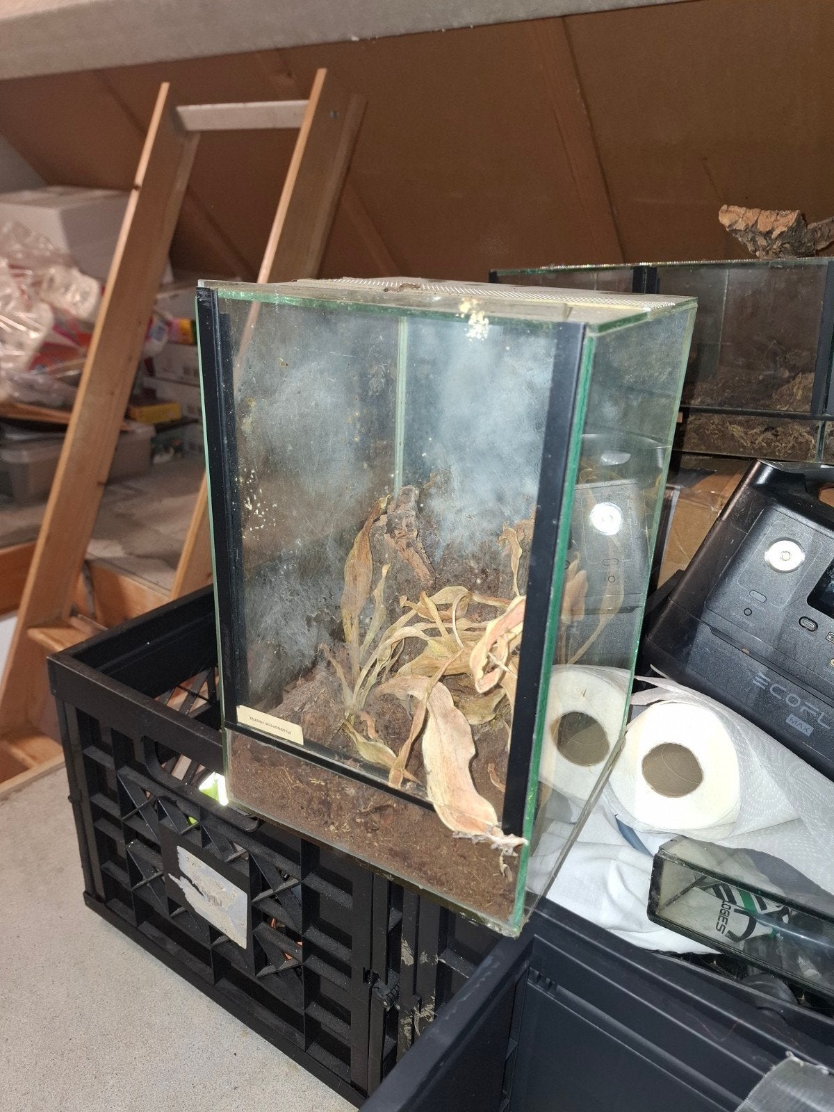 Enkel valraam terrarium BIEDEN