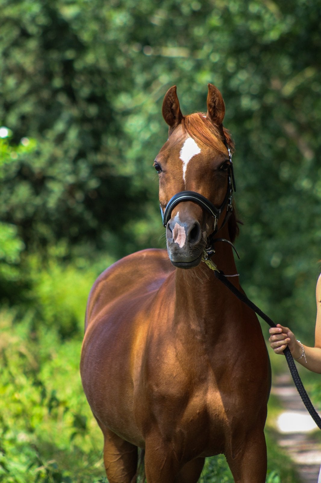 Super brave D pony merrie, Dieren en Toebehoren, Merrie, Met stamboom, Dressuurpony, L