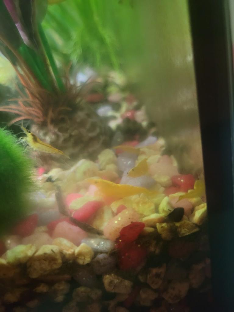 Gele aquarium garnalen, Dieren en Toebehoren, Vissen | Aquariumvissen