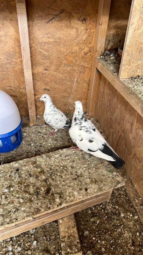 Kleur postduiven, Dieren en Toebehoren, Meerdere dieren, Kip