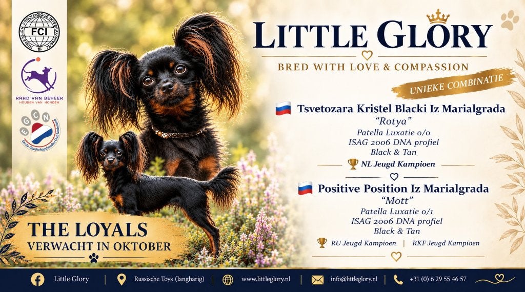 Pups verwacht in oktober – Russische Toy langharig, Overige rassen, CDV (hondenziekte), 8 tot 15 weken, Geslacht onbekend