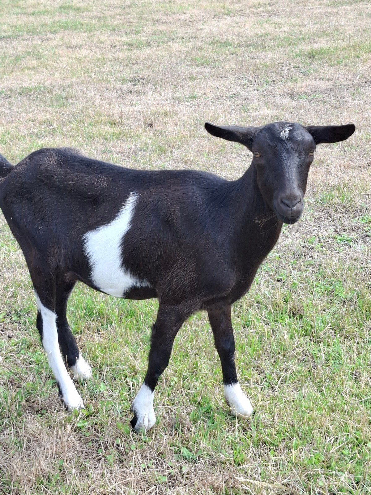 Bonte melkgeit, 15 maanden oud, ongehoornd, Dieren en Toebehoren, Schapen, Geiten en Varkens, Vrouwelijk, Geit, 0 tot 2 jaar