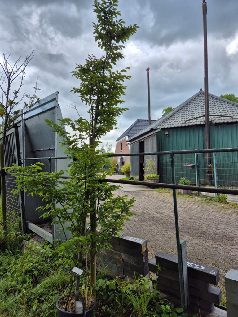 Beuk struik bladverliezend ca 2,5m hoog, Tuin en Terras, Ophalen, Overige soorten, 100 tot 250 cm