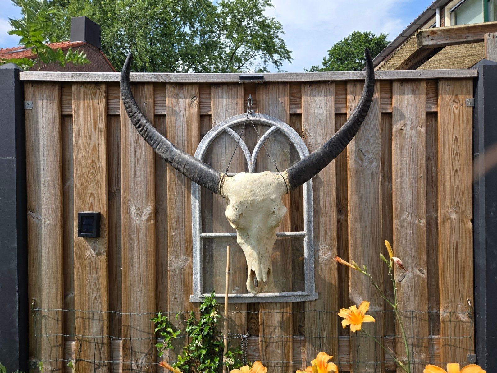 XXL echte schedel Waterbuffel Taxidermie, Ophalen, Wild dier, Schedel