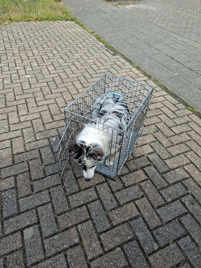 Onze hond past er niet in, Dieren en Toebehoren, Hondenbenches, Ophalen, Zo goed als nieuw