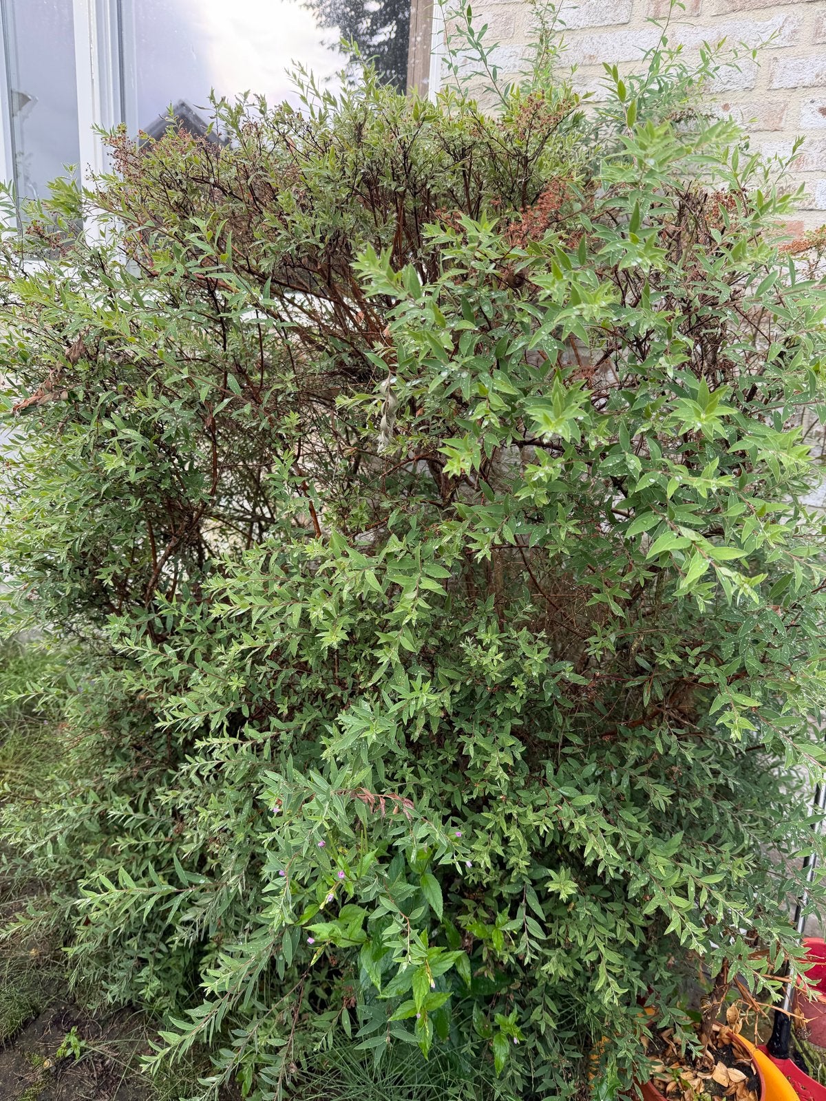 Spiraea thunbergii gratis af te halen, Tuin en Terras, Planten | Tuinplanten, Volle zon, Vaste plant, Lente, Ophalen
