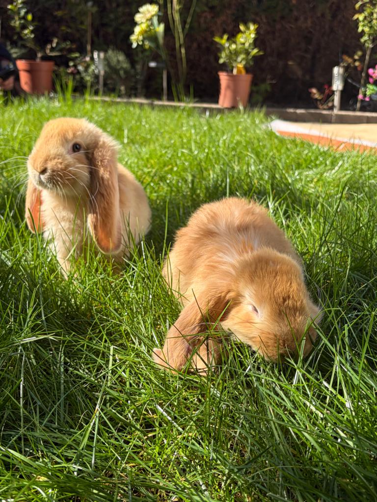 Twee lieve franse lop rammetjes + met spullen, Dieren en Toebehoren, Konijnen, Mannelijk, Middelgroot, Hangoor, 0 tot 2 jaar
