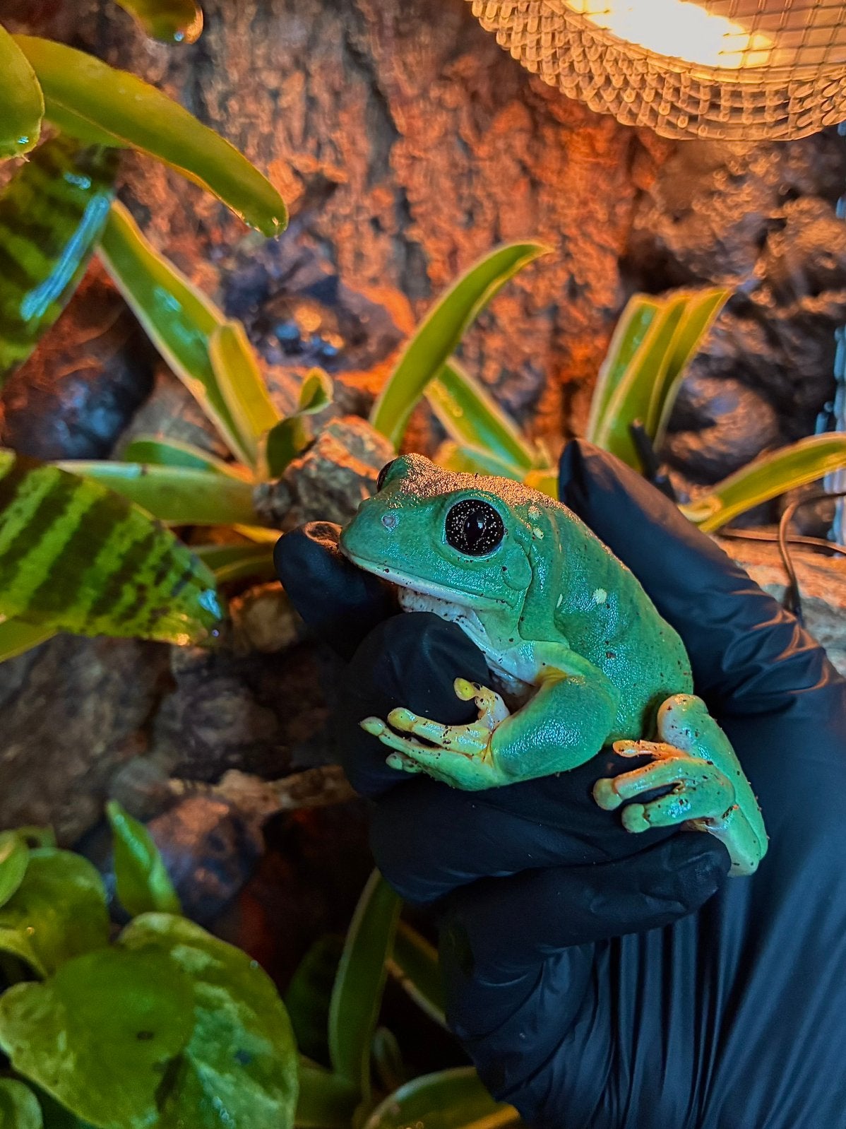 Pachymedusa dacnicolor Mexican leaf frog Frog photo 4