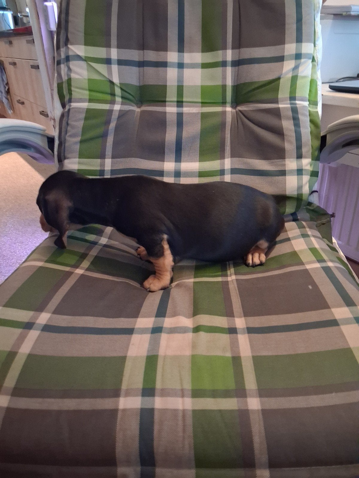 Nog 1 leuke dwergteckel pups reu te koop., Korthaar, Dwerg, Meerdere, Meerdere dieren