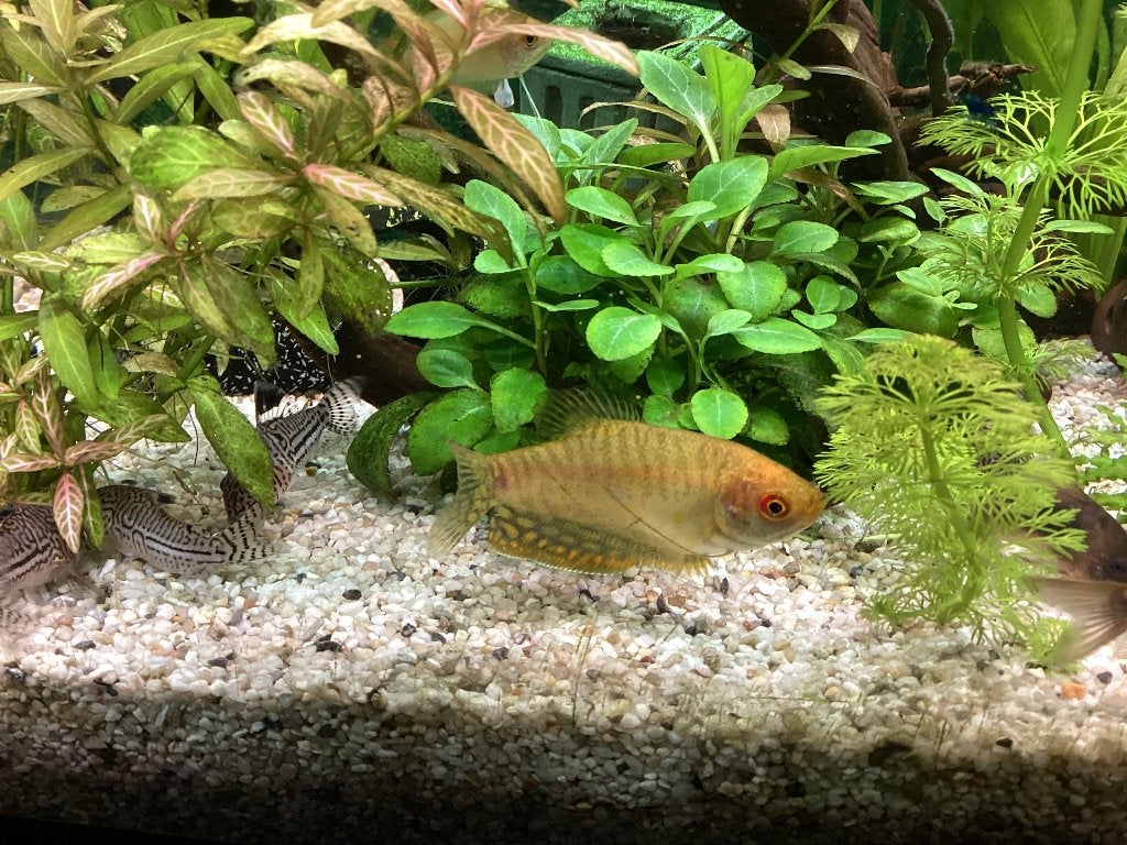 Aquarium vis gele spat/ goud goerami, Vis, Zoetwatervis