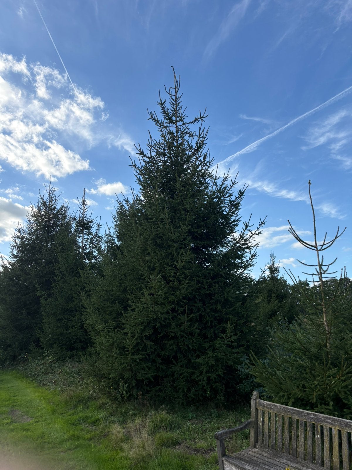 Grote kerstbomen, 3 tot 10 meter hoog, Tuin en Terras, Ophalen of Verzenden, Volle zon, Overige soorten, 400 cm of meer