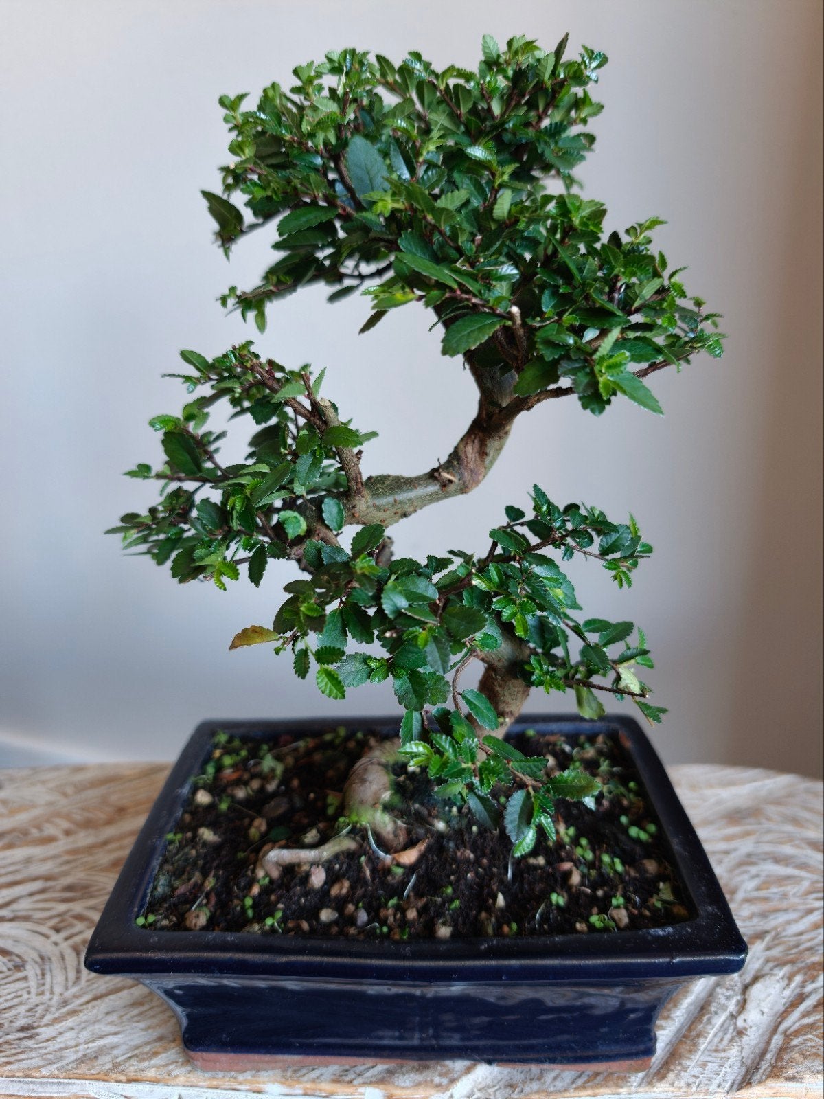 Ulmus Parviflora bonsai, Bloeit niet, Halfschaduw, Minder dan 100 cm, Overige soorten