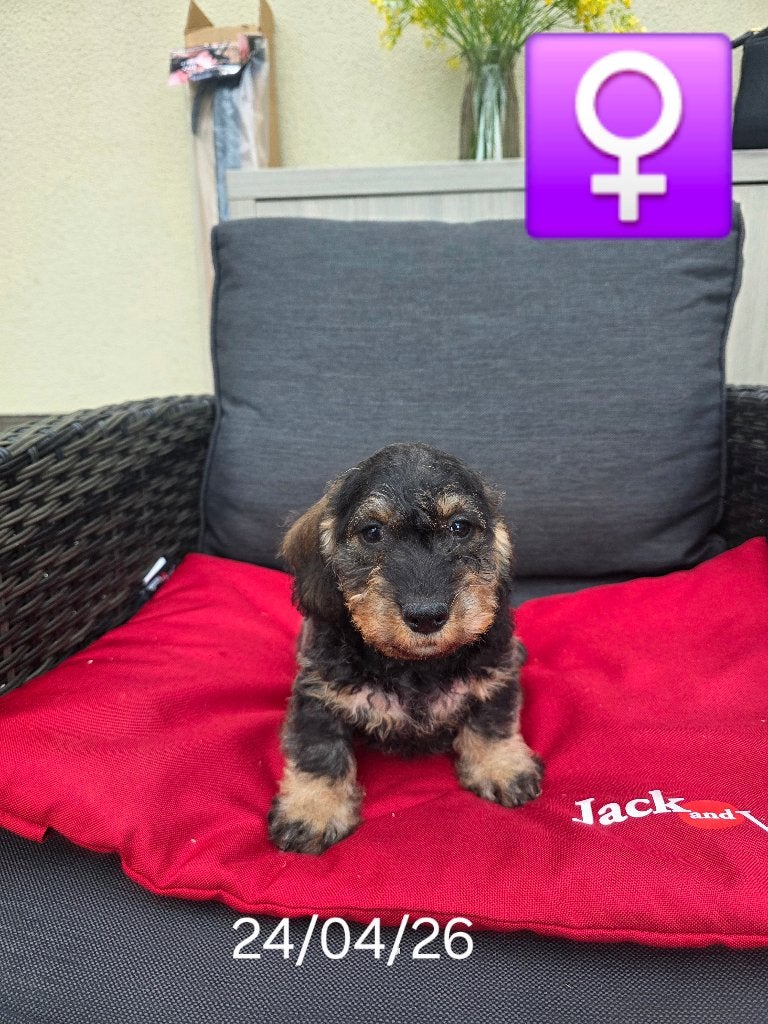mooie ruwhaar teckel pups, België, 15 weken tot 1 jaar, Teef, Dwerg