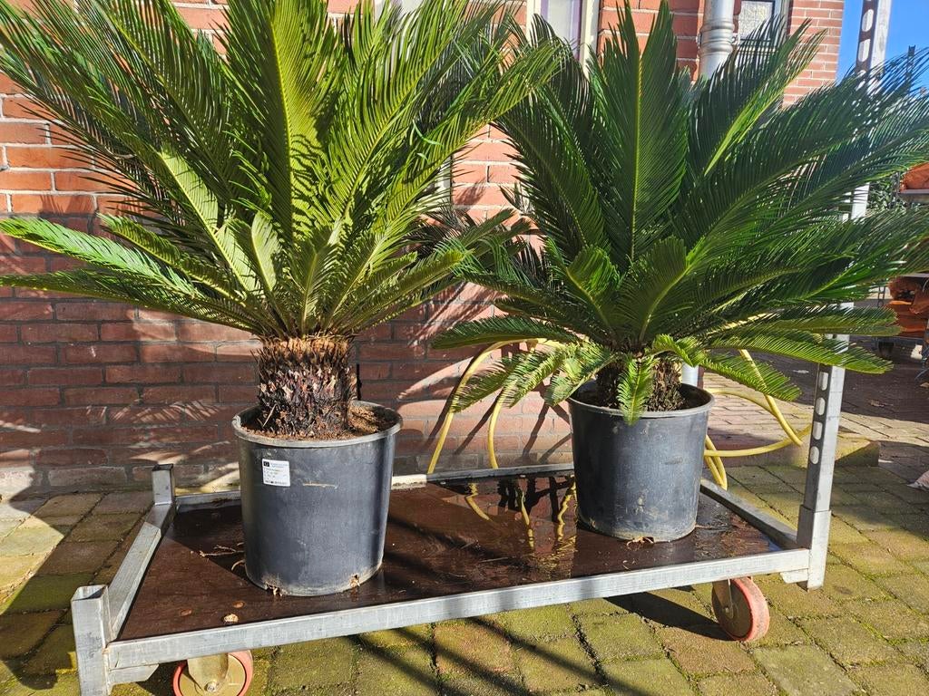 Cycas Revoluta - Stam 20cm hoog, Tuin en Terras, Planten | Tuinplanten, Overige soorten, Volle zon, Vaste plant, Ophalen of Verzenden