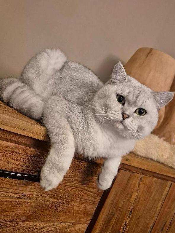 Exclusieve Britse Korthaar DEKKATER – bewezen mooie kittens, 3 tot 5 jaar