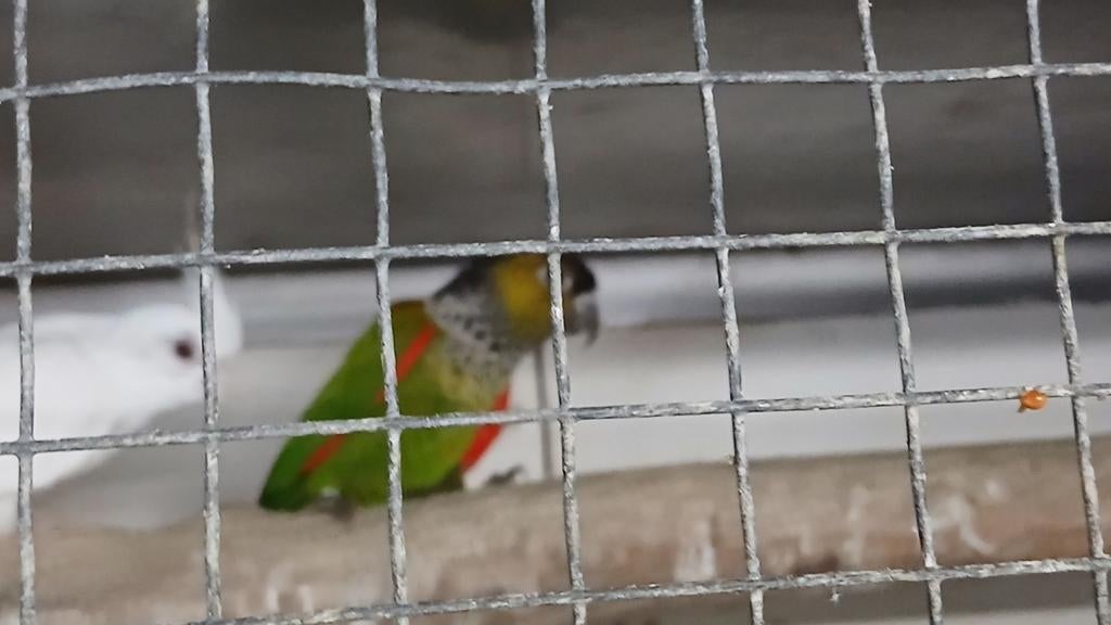 Pyrrhura  rupicola, Dieren en Toebehoren, Mannelijk, Parkiet