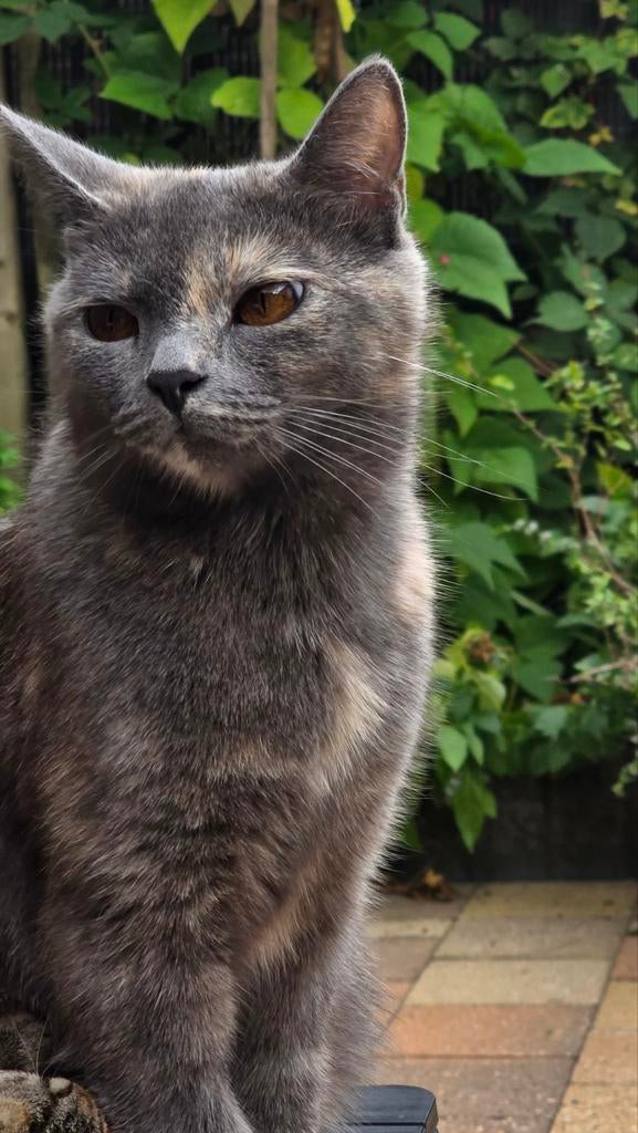 Britse korthaar/ Mila poes 2 jaar, Dieren en Toebehoren, Poes