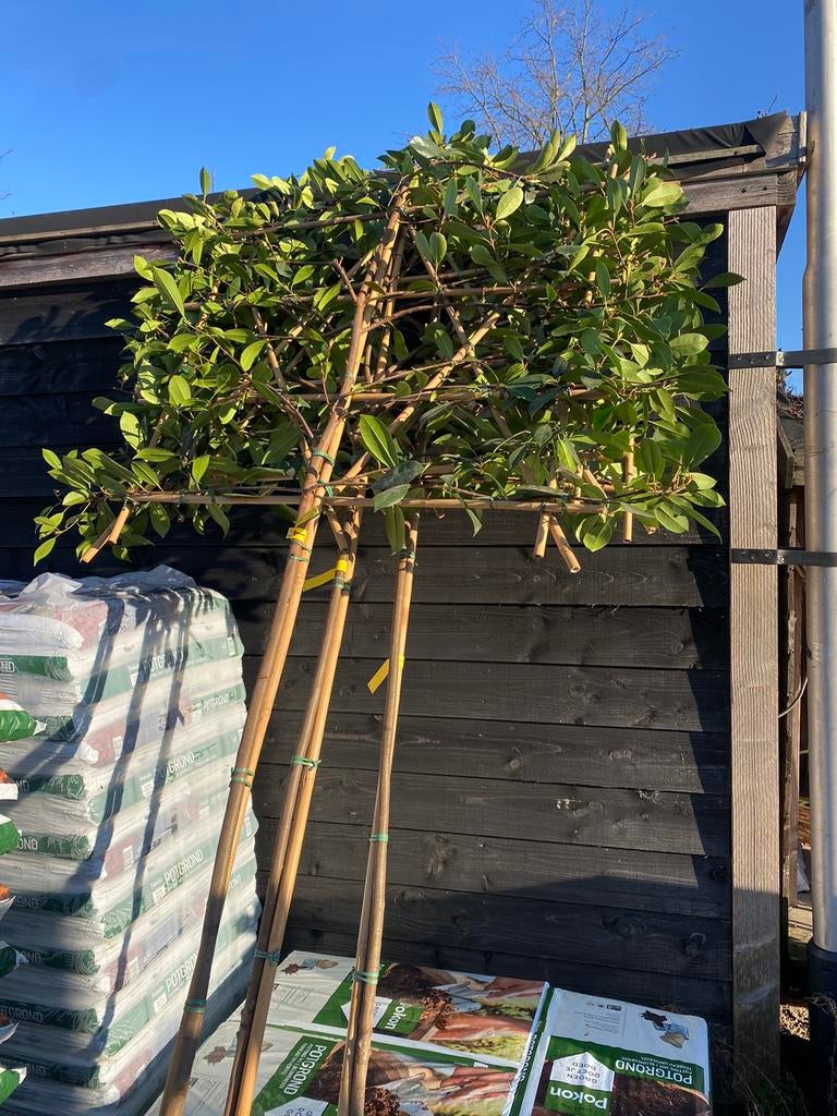 Lei bomen groen blijvend, Tuin en Terras, Planten | Bomen, Ophalen of Verzenden, Halfschaduw, Leiboom