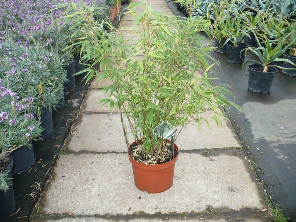 Fargesia rufa, niet woekerende bamboe / haag bamboe te koop, Tuin en Terras, Planten | Tuinplanten, Overige soorten, Vaste plant
