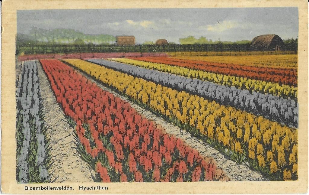 Bloembollenvelden, Hyacinthen, huis, boerenschuur, Verzenden, 1920 tot 1940, Ongelopen, Zuid-Holland