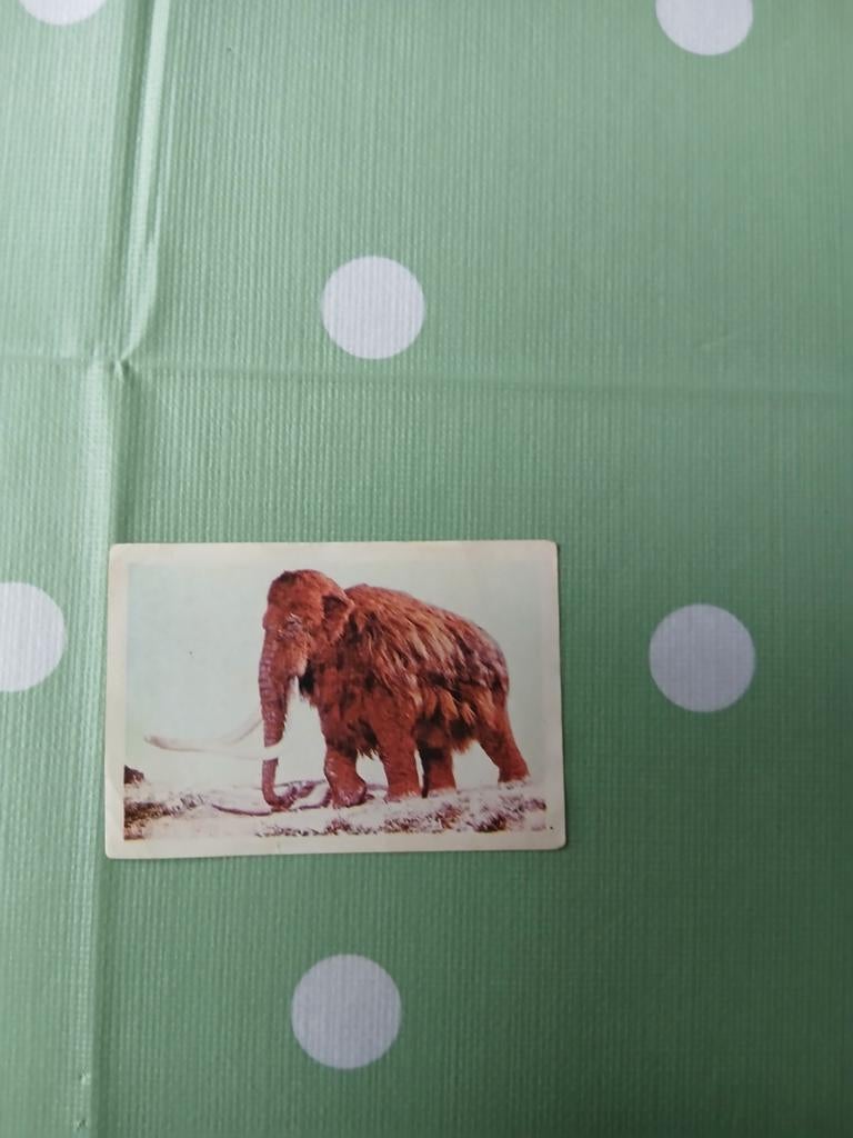 Vintage Verzamelaarplaatje Mammoet, Ophalen of Verzenden, Gebruikt, Dier en Natuur