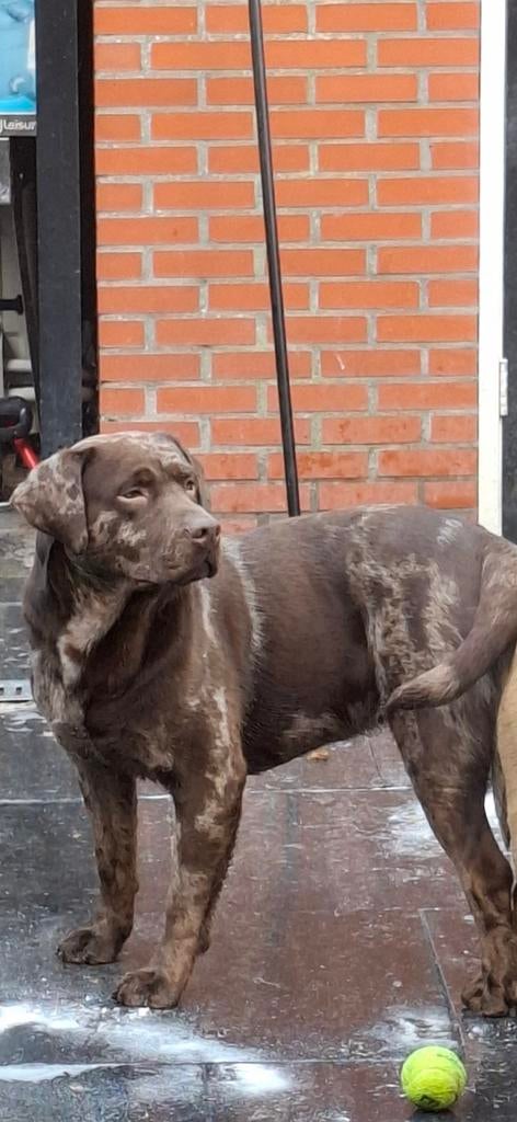 Labrador dekreu ( choco merle kleur), Parvo, Reu, 8 tot 15 weken, Eén hond