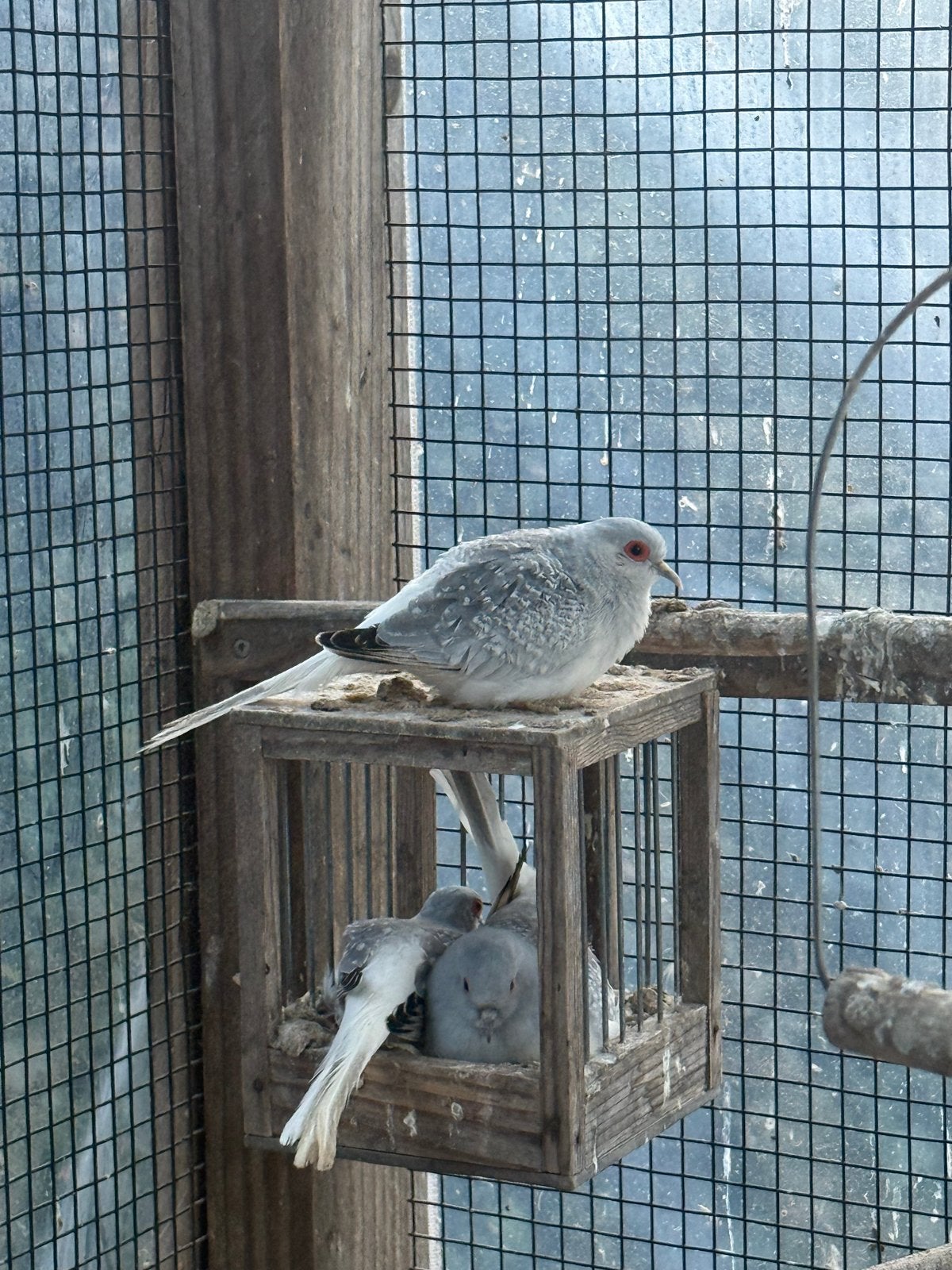 Diamantduifjes, Dieren en Toebehoren, Meerdere dieren