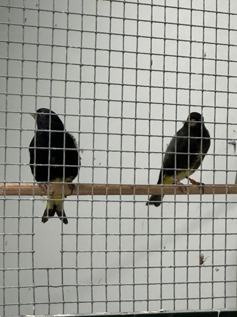 Zwarte sijsen, Dieren en Toebehoren, Meerdere dieren