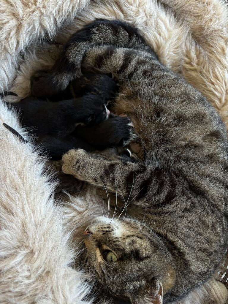 4 Lieve kittens op zoek naar een baasje!, Dieren en Toebehoren, Katten en Kittens | Overige Katten, Geslacht onbekend, Kortharig