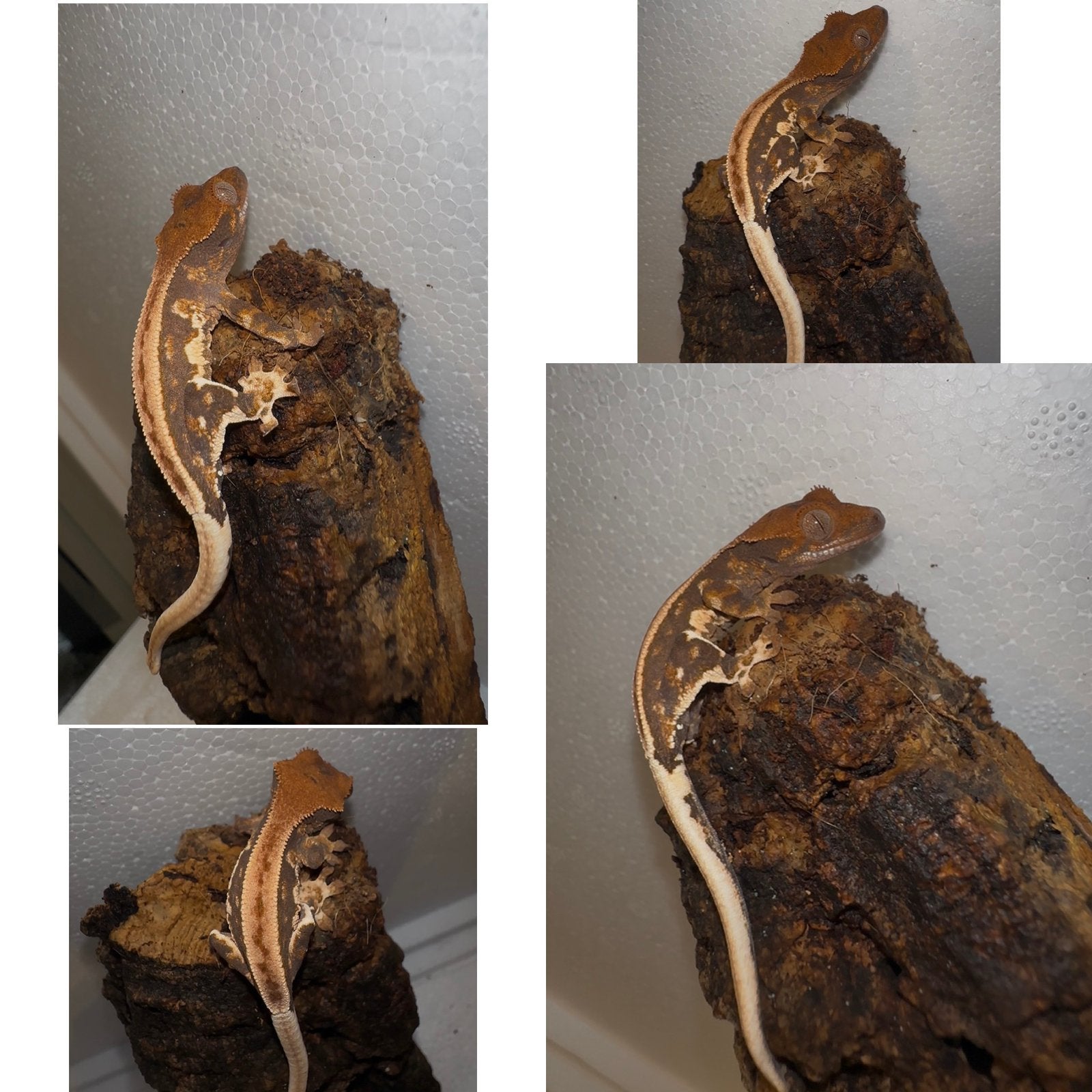 Wimpergekko baby, Dieren en Toebehoren, Reptielen en Amfibieën, Hagedis, 0 tot 2 jaar, Tam