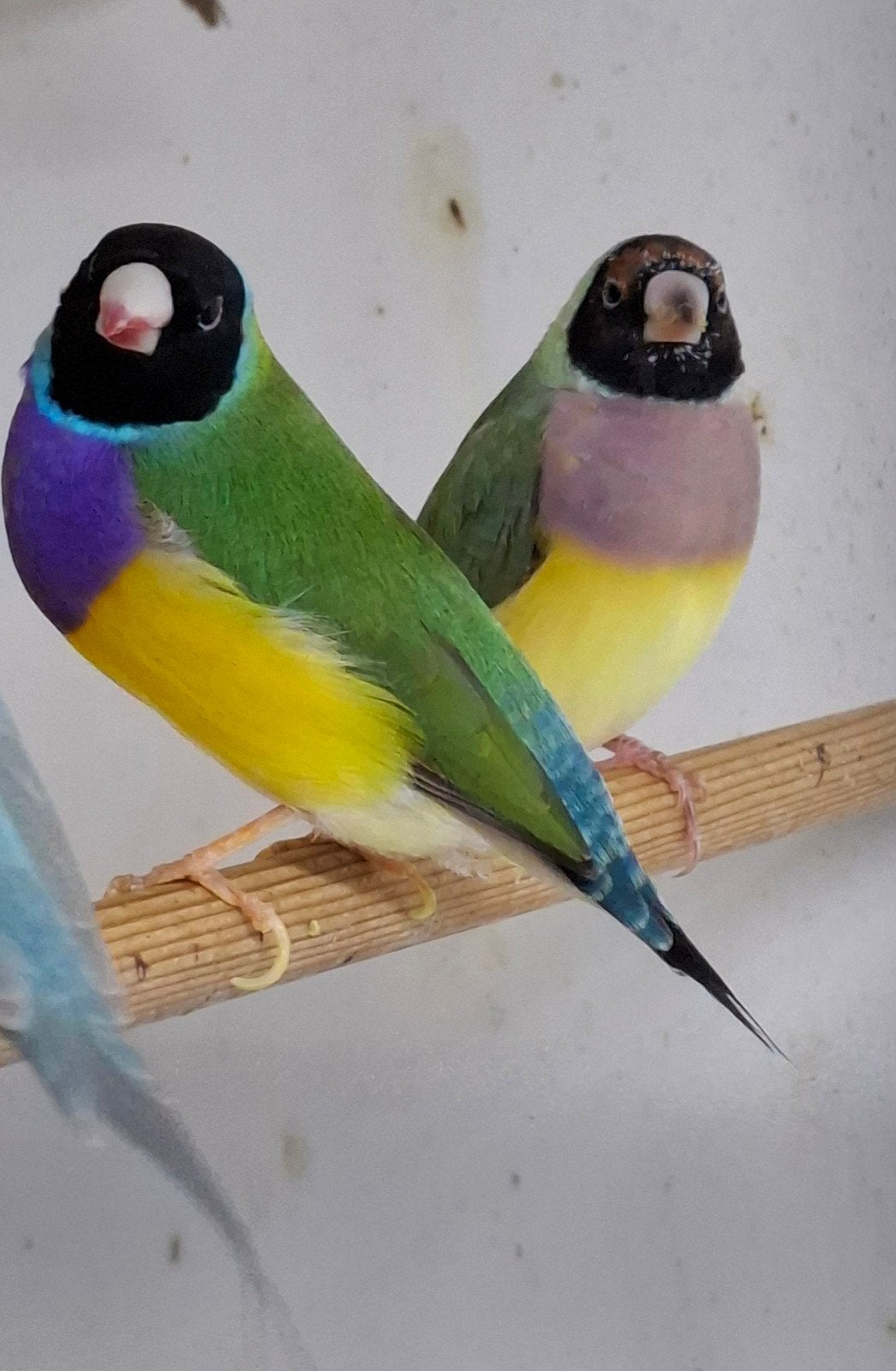 Cinnamon Gouldamedine, Meerdere dieren, Tropenvogel, Geringd