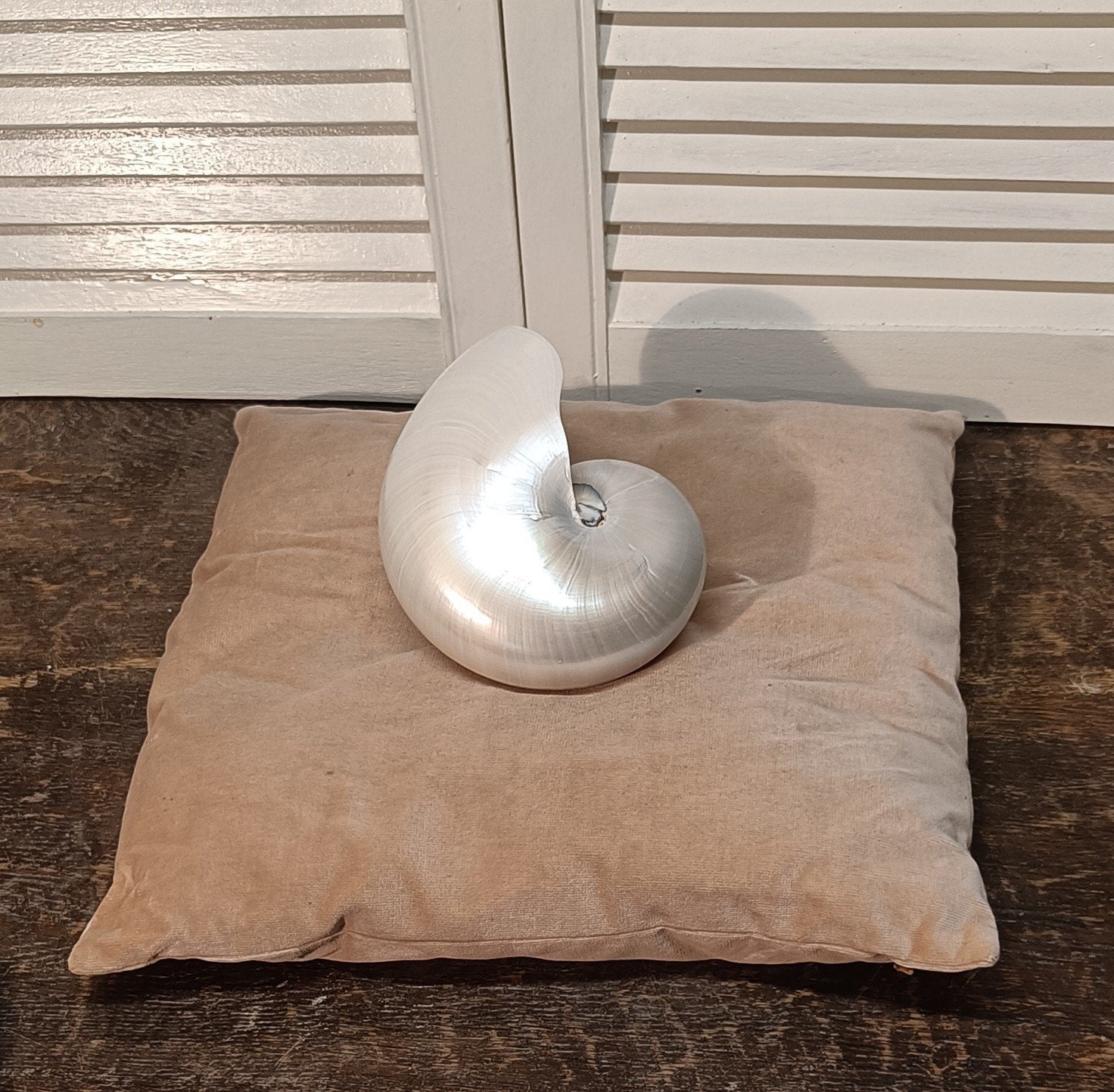 Set van 2 gepolijste Nautilus schelpen (16 en 18 cm), Verzamelen, Ophalen of Verzenden, Zo goed als nieuw