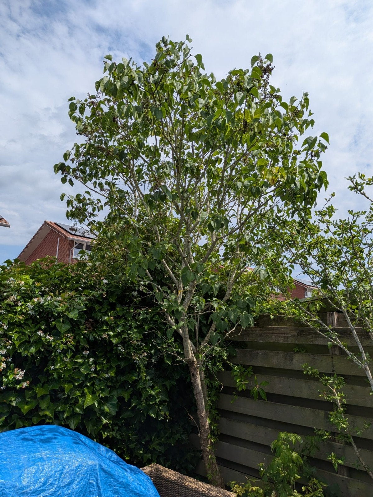 Volwassen Sering (Syringa) op stam – Heerlijk geurende voorj, Tuin en Terras, Planten | Bomen, Bloeit niet, Overige soorten, 400 cm of meer