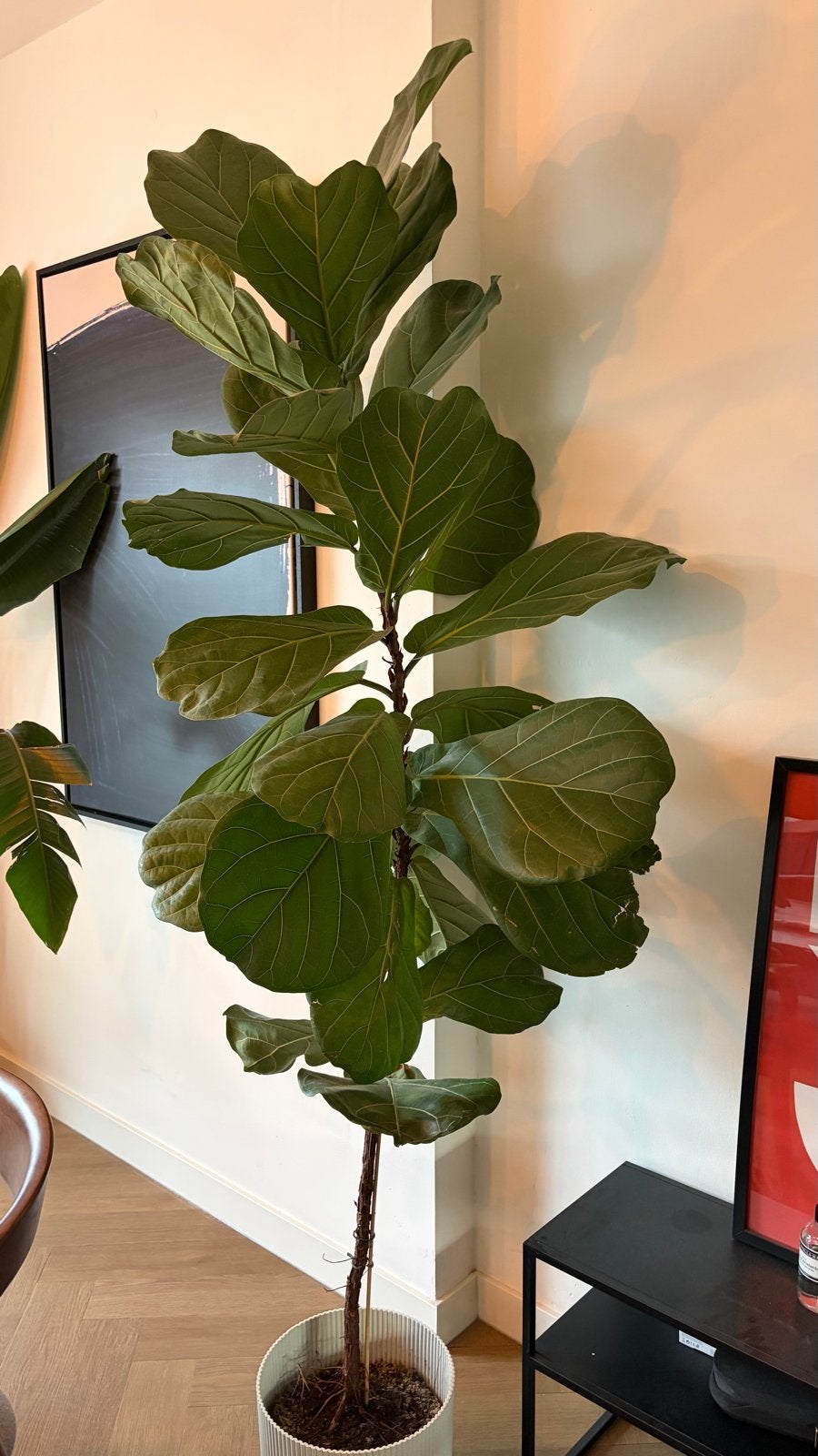 Grote Ficus Lyrata (Tabaksplant) - Prachtige Kamerplant, Ophalen, Ficus, 200 cm of meer, Halfschaduw